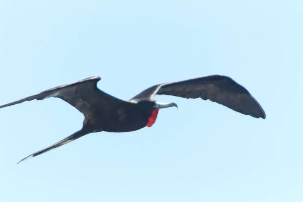 赤い喉袋のガラパゴスアメリカグンカンドリが青空を飛ぶ。