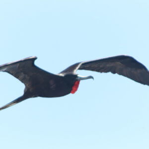 エクアドル|ガラパゴスクルーズ旅行@ブループラネットツアー