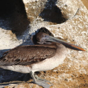 エクアドル|ガラパゴスクルーズ旅行@ブループラネットツアー