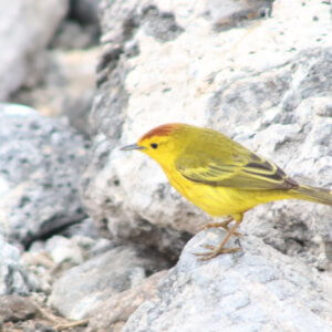 エクアドル|ガラパゴスクルーズ旅行@ブループラネットツアー