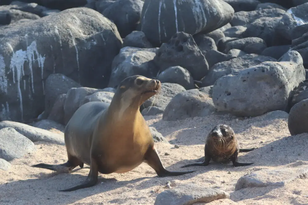 ガラパゴスアシカの親と子が岩場の砂浜でくつろぐ。