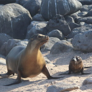 エクアドル|ガラパゴスクルーズ旅行@ブループラネットツアー