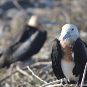 エクアドル|ガラパゴスクルーズ旅行@ブループラネットツアー