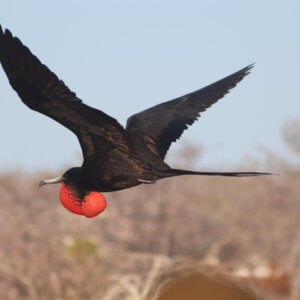 エクアドル｜ガラパゴスクルーズ旅行＠ブループラネットツアー