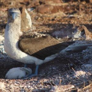 エクアドル|ガラパゴスクルーズ旅行@ブループラネットツアー