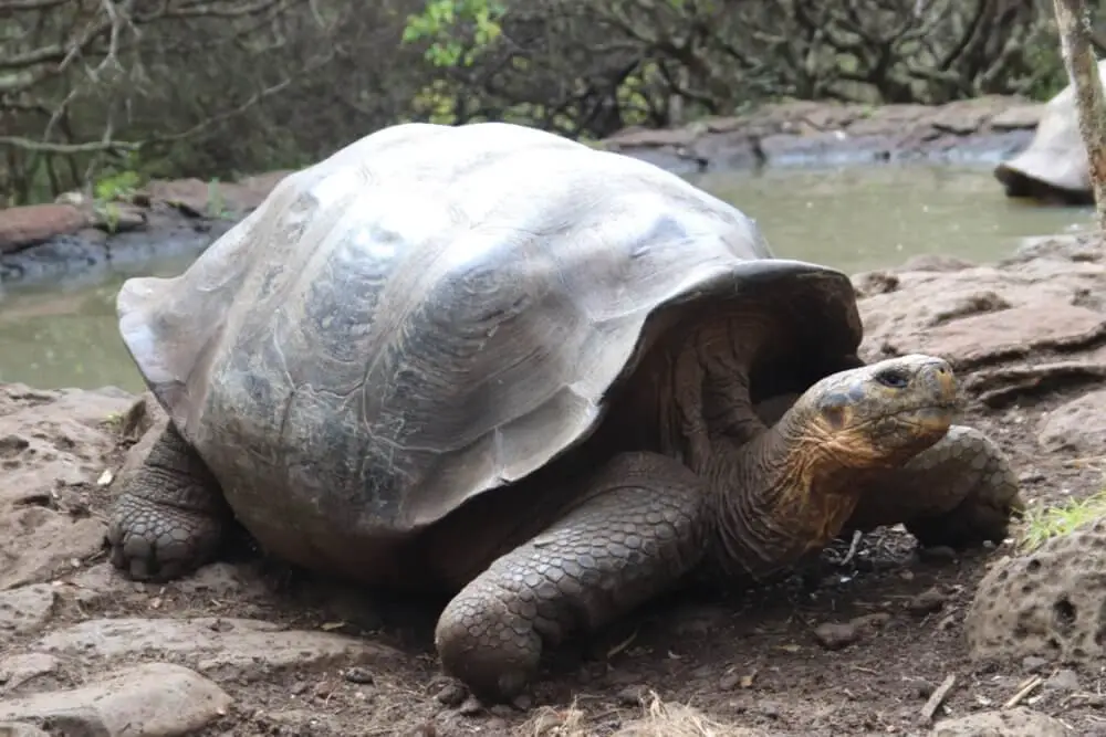 中間型の甲羅を持つガラパゴスゾウガメが水辺に佇む。