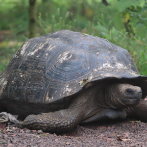 エクアドル｜ガラパゴスクルーズ旅行＠ブループラネットツアー