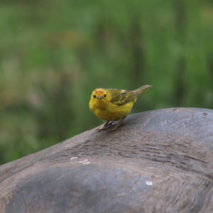 エクアドル｜ガラパゴスクルーズ旅行＠ブループラネットツアー