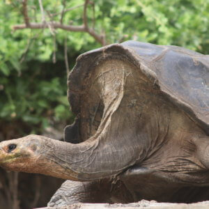 エクアドル|ガラパゴスクルーズ旅行@ブループラネットツアー