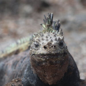 エクアドル｜ガラパゴスクルーズ旅行＠ブループラネットツアー