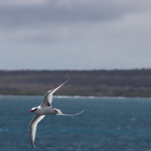 エクアドル｜ガラパゴスクルーズ旅行＠ブループラネットツアー