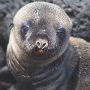 エクアドル｜ガラパゴスクルーズ旅行＠ブループラネットツアー