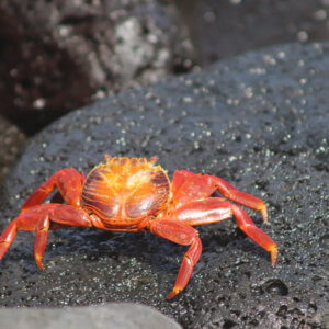 エクアドル|ガラパゴスクルーズ旅行@ブループラネットツアー