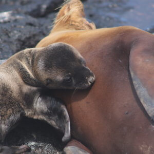 エクアドル｜ガラパゴスクルーズ旅行＠ブループラネットツアー