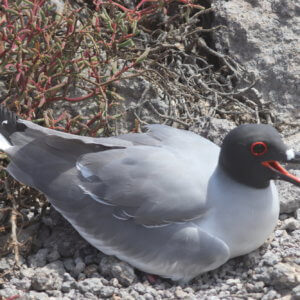 エクアドル|ガラパゴスクルーズ旅行@ブループラネットツアー