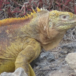 エクアドル｜ガラパゴスクルーズ旅行＠ブループラネットツアー