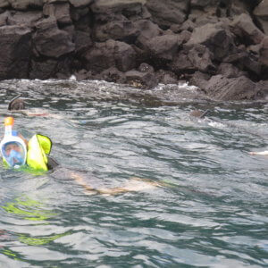 エクアドル|ガラパゴスクルーズ旅行@ブループラネットツアー