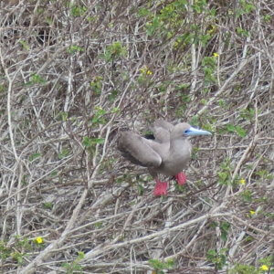 エクアドル|ガラパゴスクルーズ旅行@ブループラネットツアー
