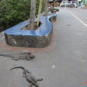 エクアドル｜ガラパゴスクルーズ旅行＠ブループラネットツアー