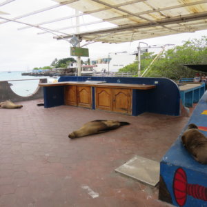 エクアドル｜ガラパゴスクルーズ旅行＠ブループラネットツアー