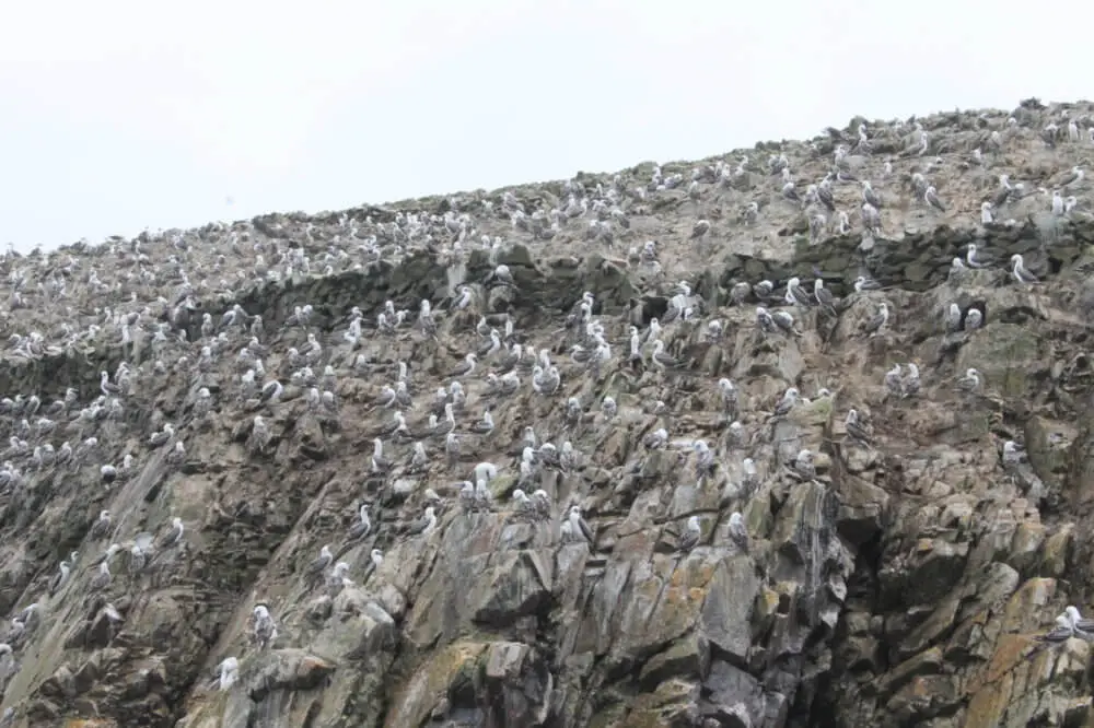バジェスタス諸島の岩山を埋め尽くす無数のペルーカツオドリ。