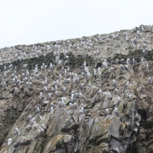 バジェスタス諸島｜ナスカの地上絵｜マチュピチュ遺跡｜ペルー・マチュピチュとナスカ旅行＠ブループラネットツアー