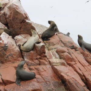 バジェスタス諸島｜ナスカの地上絵｜マチュピチュ遺跡｜ペルー・マチュピチュとナスカ旅行＠ブループラネットツアー