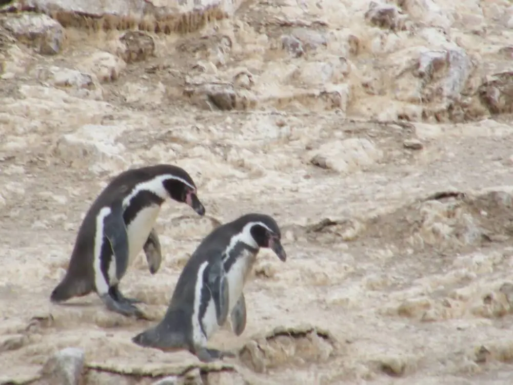 岩場を歩く二羽のフンボルトペンギン、特徴的な白黒の模様。