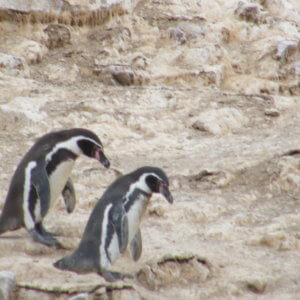 バジェスタス諸島｜ナスカの地上絵｜マチュピチュ遺跡｜ペルー・マチュピチュとナスカ旅行＠ブループラネットツアー