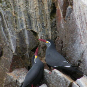 バジェスタス諸島｜ナスカの地上絵｜マチュピチュ遺跡｜ペルー・マチュピチュとナスカ旅行＠ブループラネットツアー