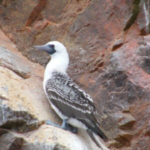 バジェスタス諸島｜ナスカの地上絵｜マチュピチュ遺跡｜ペルー・マチュピチュとナスカ旅行＠ブループラネットツアー