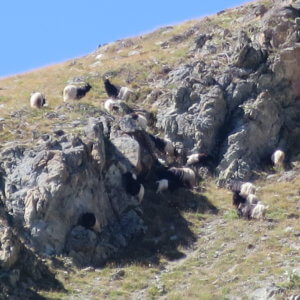 スイス|世界遺産|スイス旅行@ブループラネットツアー