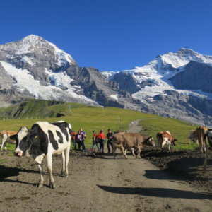 スイスは山と自然の宝庫｜スイスの自然を存分に味わえるスポット