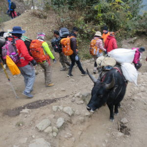 ネパール・エベレスト街道トレッキング旅行@ブループラネットツアー