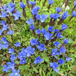 スイス|世界遺産|スイス旅行@ブループラネットツアー