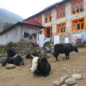 ネパール・エベレスト街道トレッキング旅行@ブループラネットツアー