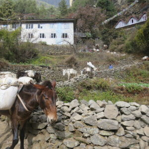 ネパール・エベレスト街道トレッキング旅行@ブループラネットツアー