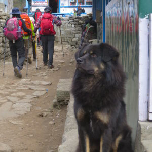 ネパール・エベレスト街道トレッキング旅行@ブループラネットツアー