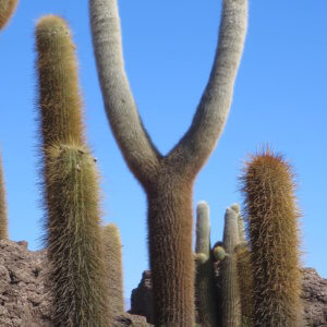 インカハシ島|ウユニ塩湖|天空の鏡|ボリビア‘・ウユニ塩湖旅行@ブループラネットツアー