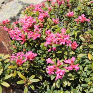 スイス|世界遺産|スイス旅行@ブループラネットツアー