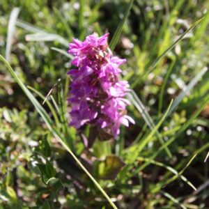 スイス|世界遺産|スイス旅行@ブループラネットツアー