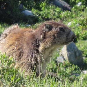 アルプス|スイス|世界遺産|スイス旅行@ブループラネットツアー