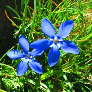 スイス|世界遺産|スイス旅行@ブループラネットツアー