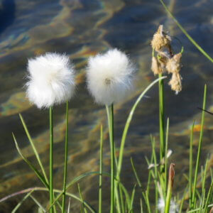スイス|世界遺産|スイス旅行@ブループラネットツアー