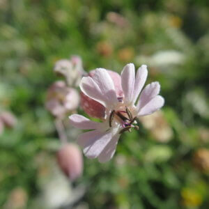 スイス|世界遺産|スイス旅行@ブループラネットツアー