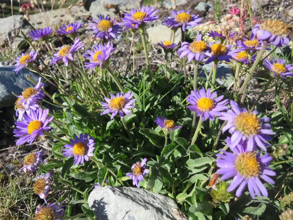 紫色の花びらと黄色の中心が特徴のアルピヌスシオン。