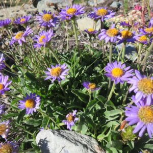 スイス|世界遺産|スイス旅行@ブループラネットツアー