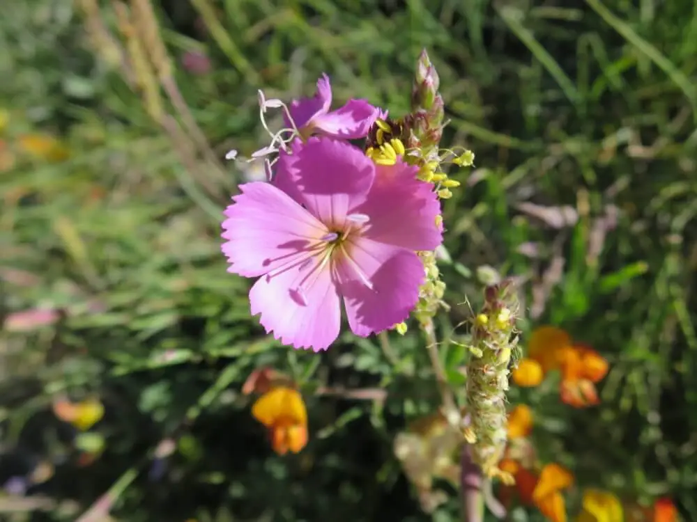 明るいピンク色の花を咲かせたナデシコ。