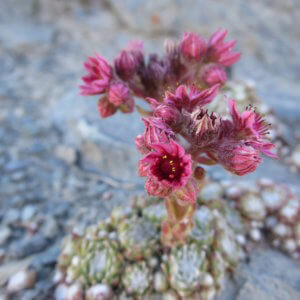 スイス|世界遺産|スイス旅行@ブループラネットツアー