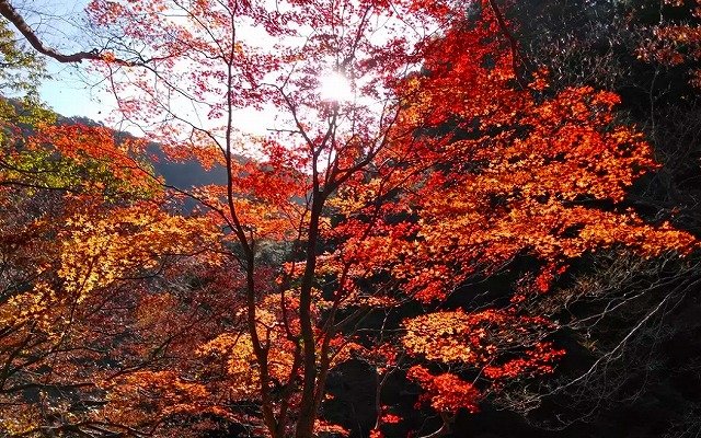 長門峡 三段峡 完全踏破 紅葉年11月3日 火 祝 4日 水